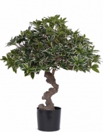 Eonymus Jap Bonsai Umbrella 60cm 